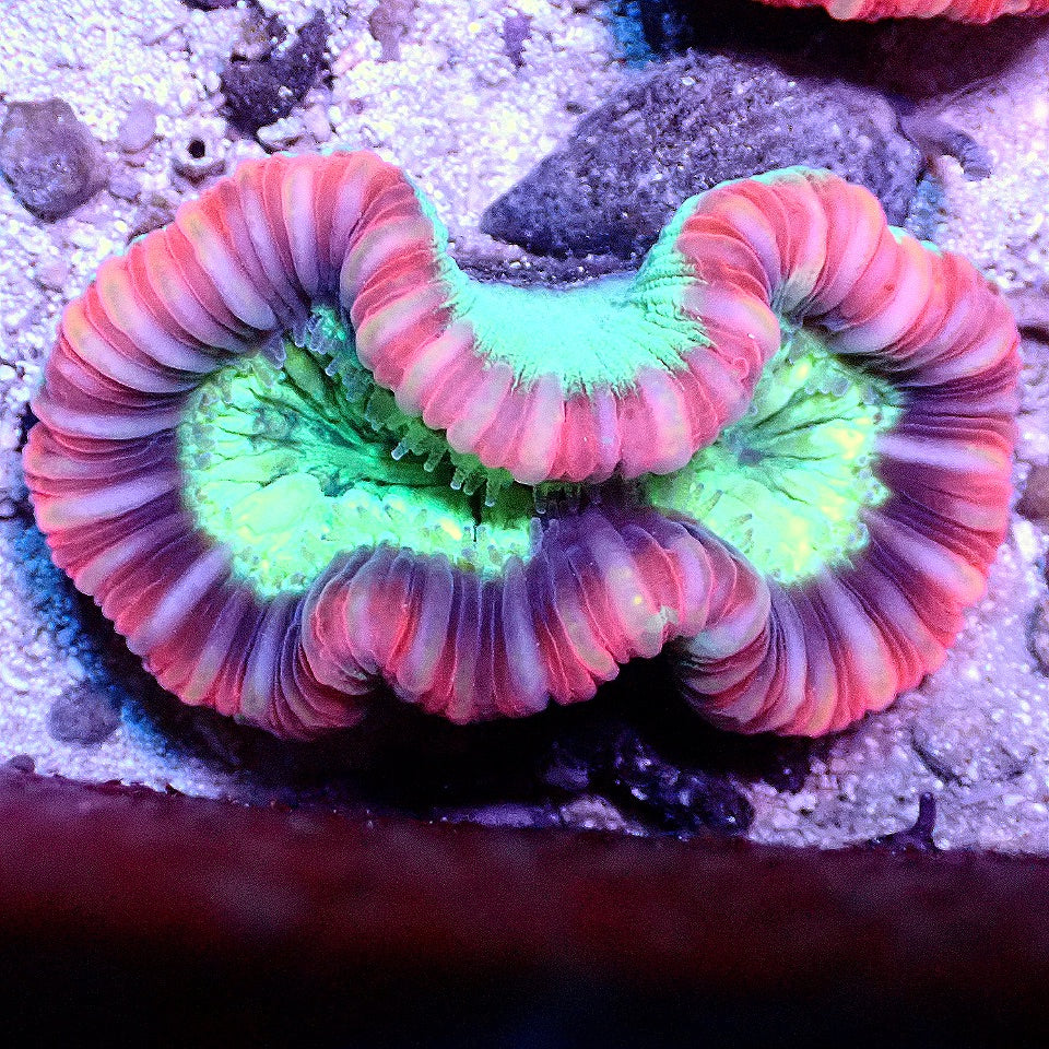 OPEN BRAIN CORAL WYSIWYG
