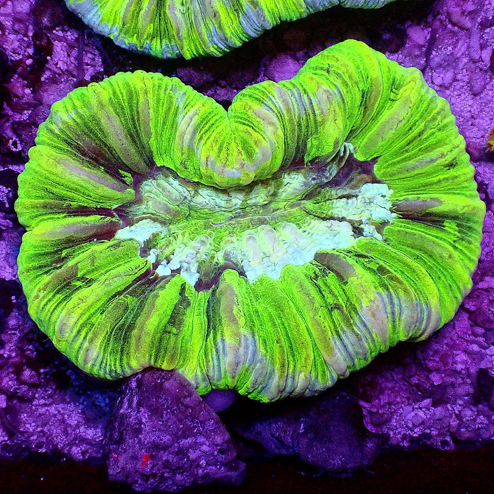 OPEN BRAIN CORAL WYSIWYG