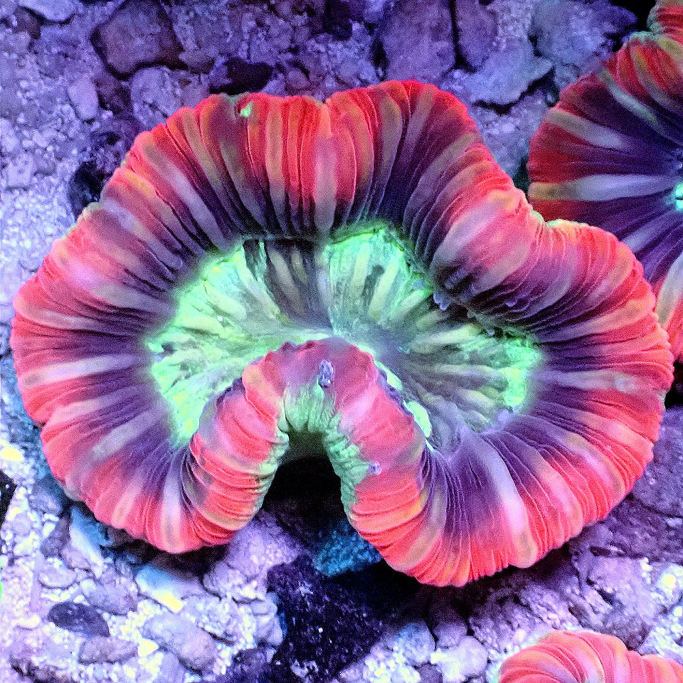 OPEN BRAIN CORAL WYSIWYG