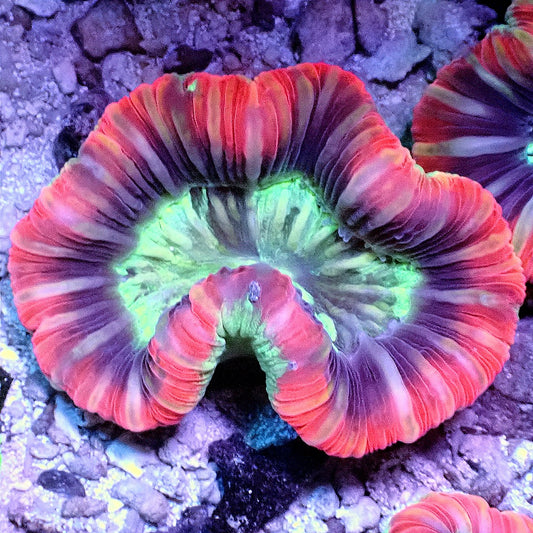 OPEN BRAIN CORAL WYSIWYG LPS coral frag for reef aquarium