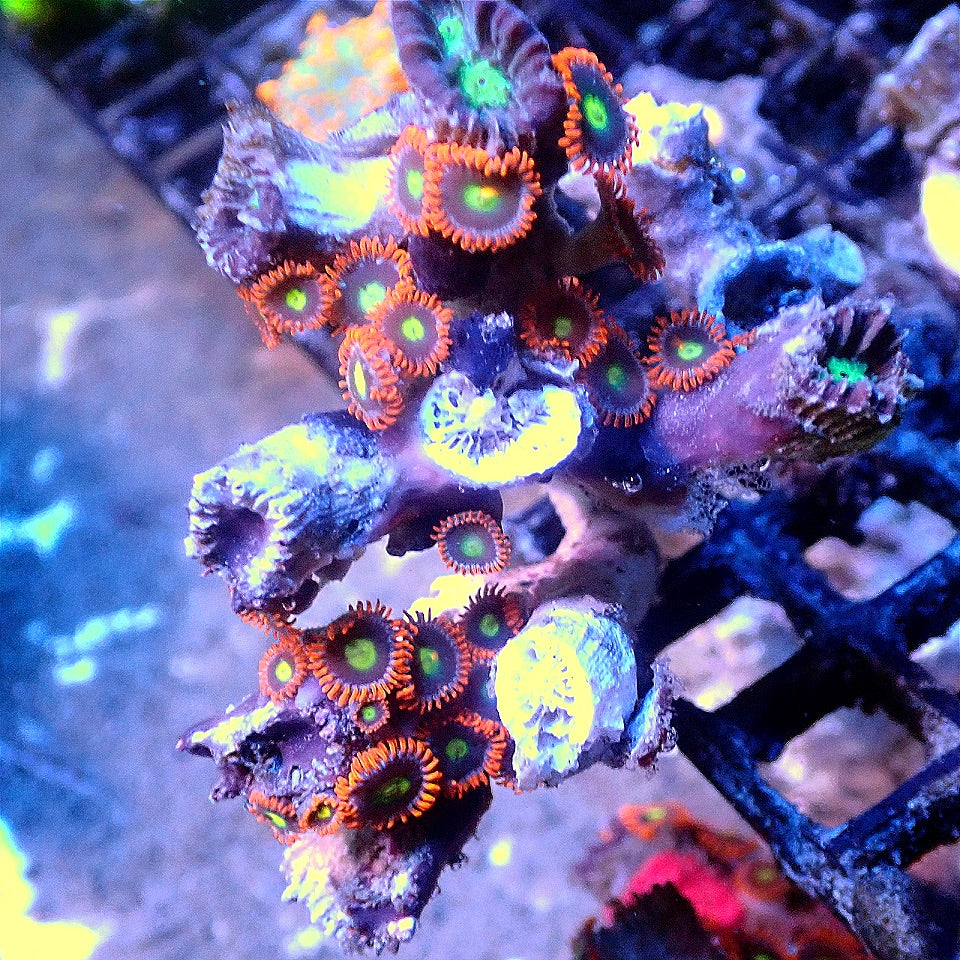 ZOANTHID COLONY WYSIWYG