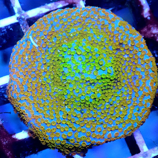 JF Fruity Pebbles Montipora