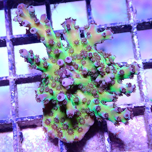 ACROPORA MINI COLONY - WYSIWYG