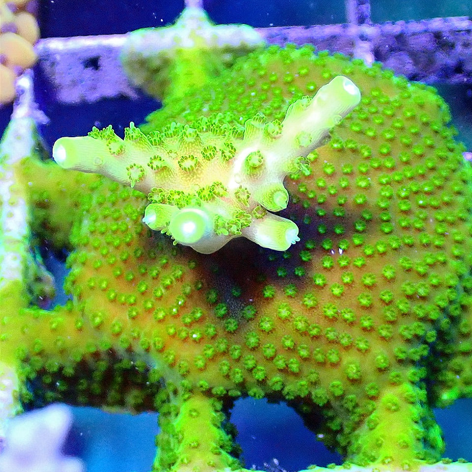 Green Acro WYSIWYG SPS coral frag for reef aquarium