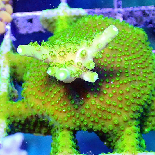 Green Acro WYSIWYG SPS coral frag for reef aquarium