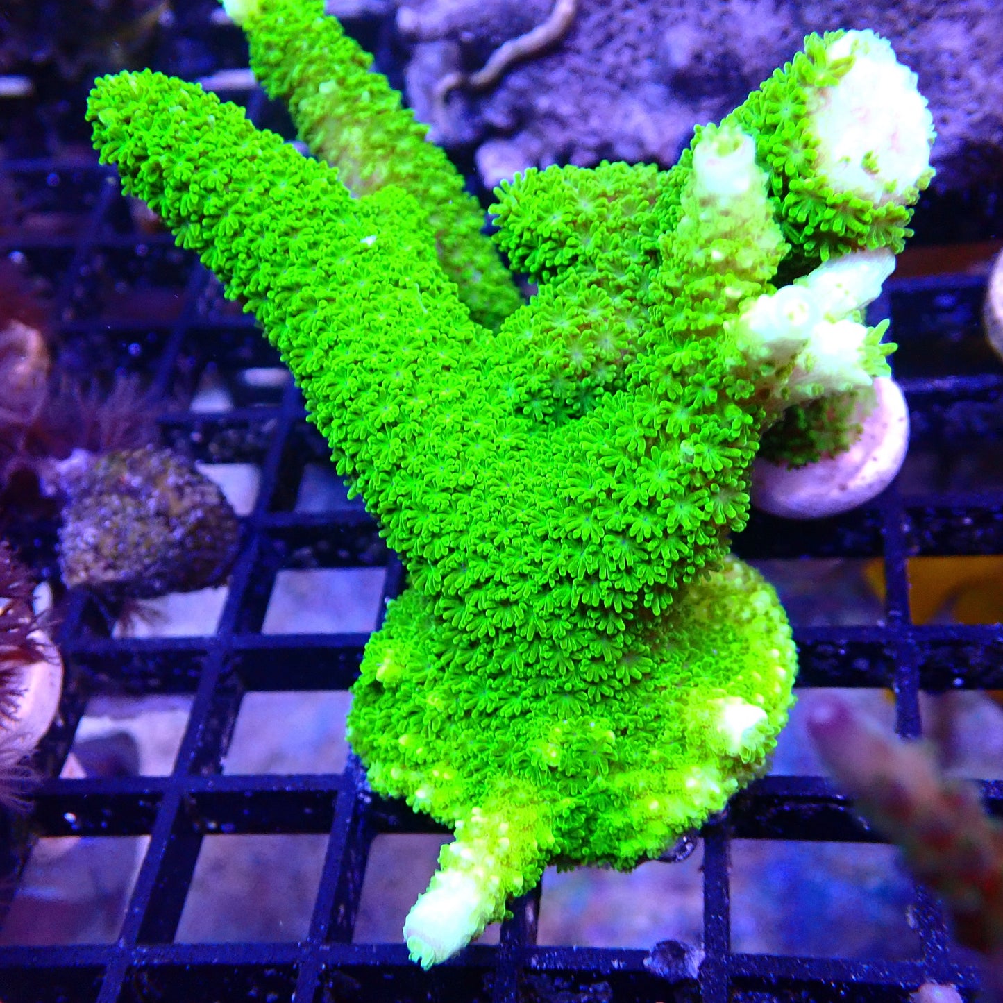 OG Green Slimer Acropora SPS coral frag for reef aquarium