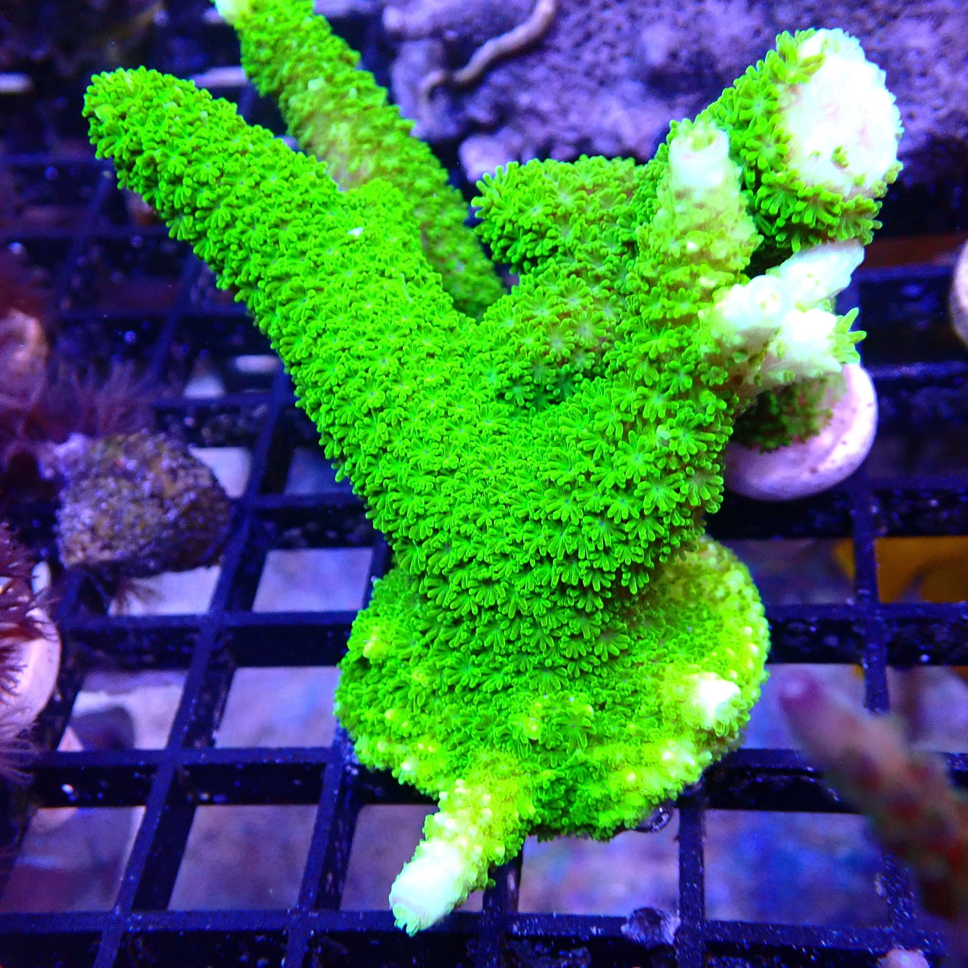 OG Green Slimer Acropora SPS coral frag for reef aquarium