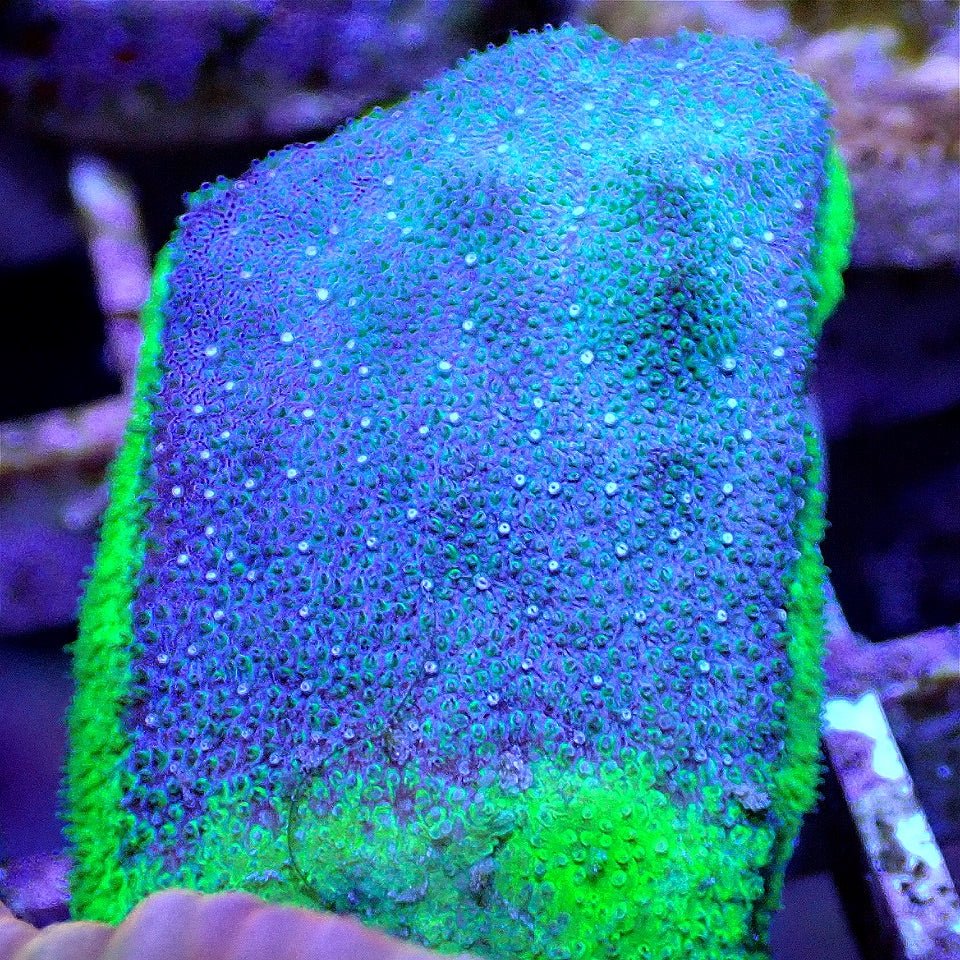Aquaman Psammocora SPS coral frag for reef aquarium
