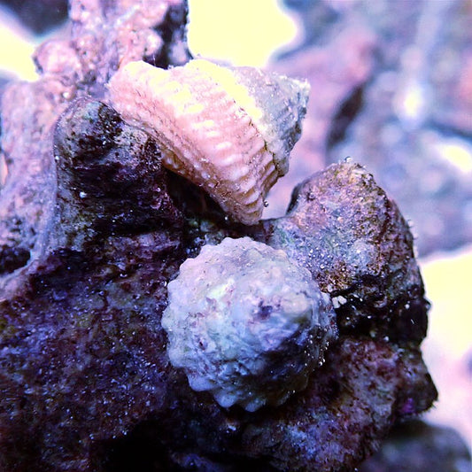 Astrea Snail Invertebrates coral frag for reef aquarium