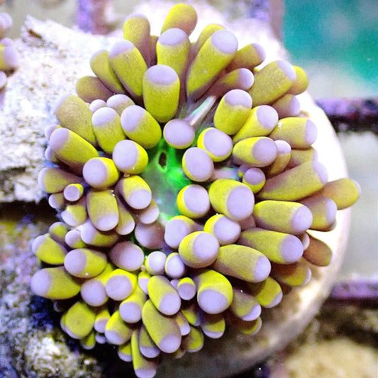 Banana Grail Torch WYSIWYG LPS coral frag for reef aquarium