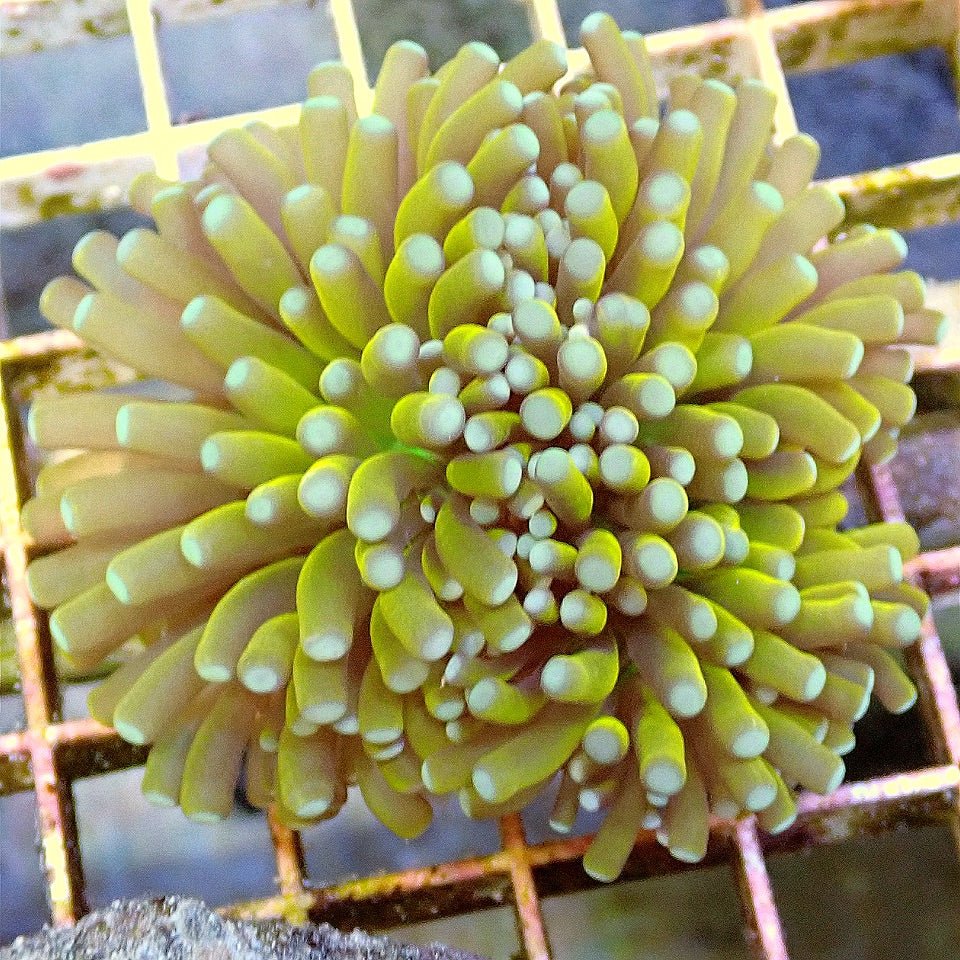 BANANA TORCH - WYSIWYG LPS coral frag for reef aquarium