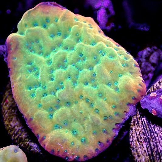 Beach Bum Montipora - WYSIWYG - Live Coral Frag - Danae, Palawanensis Default Title SPS coral frag for reef aquarium