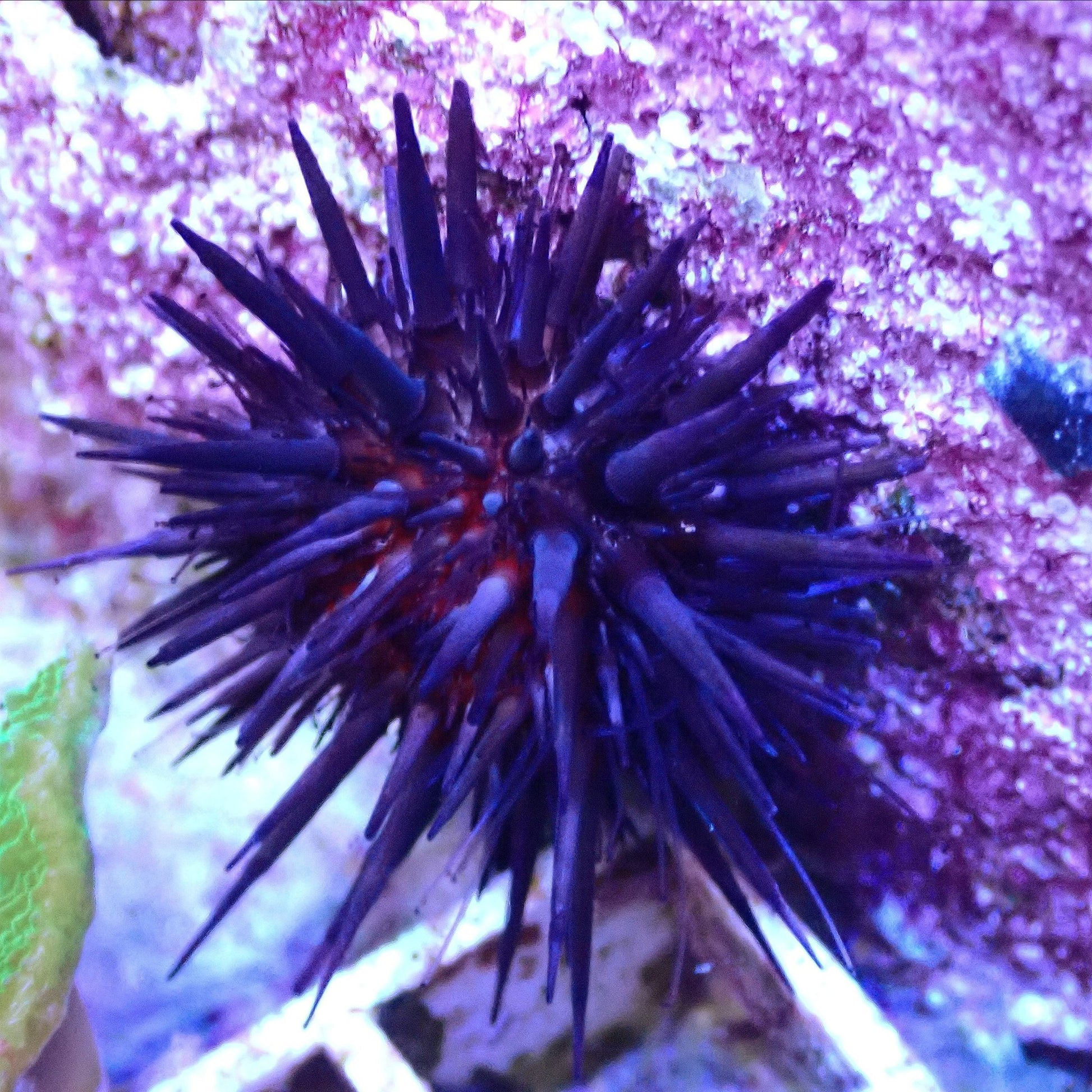 Black Spine Urchin Invertebrates coral frag for reef aquarium
