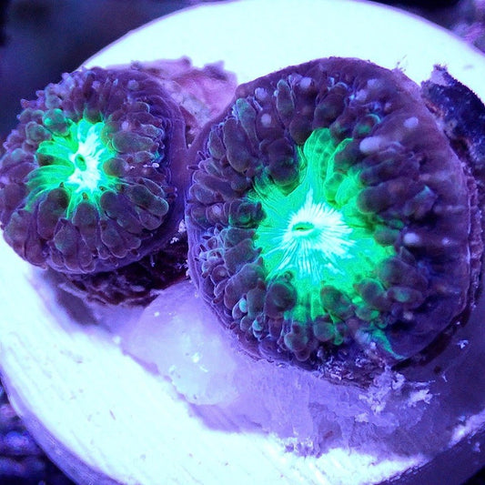 Blasto Wellsi - WYSIWYG - Live Coral Frag - Blastomussa, Brain Coral Default Title LPS coral frag for reef aquarium