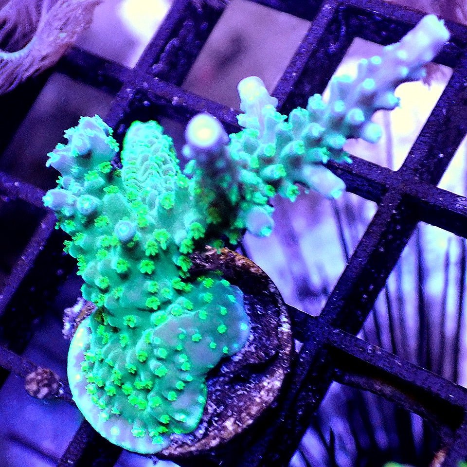 Blue Branching Acro SPS coral frag for reef aquarium