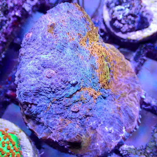 BLUE RAINBOW CHALICE WYSIWYG LPS coral frag for reef aquarium