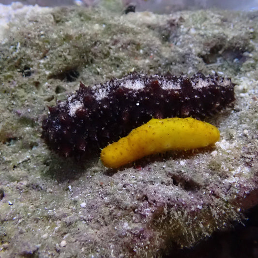 Brown Sea Cucumber Invertebrates coral frag for reef aquarium