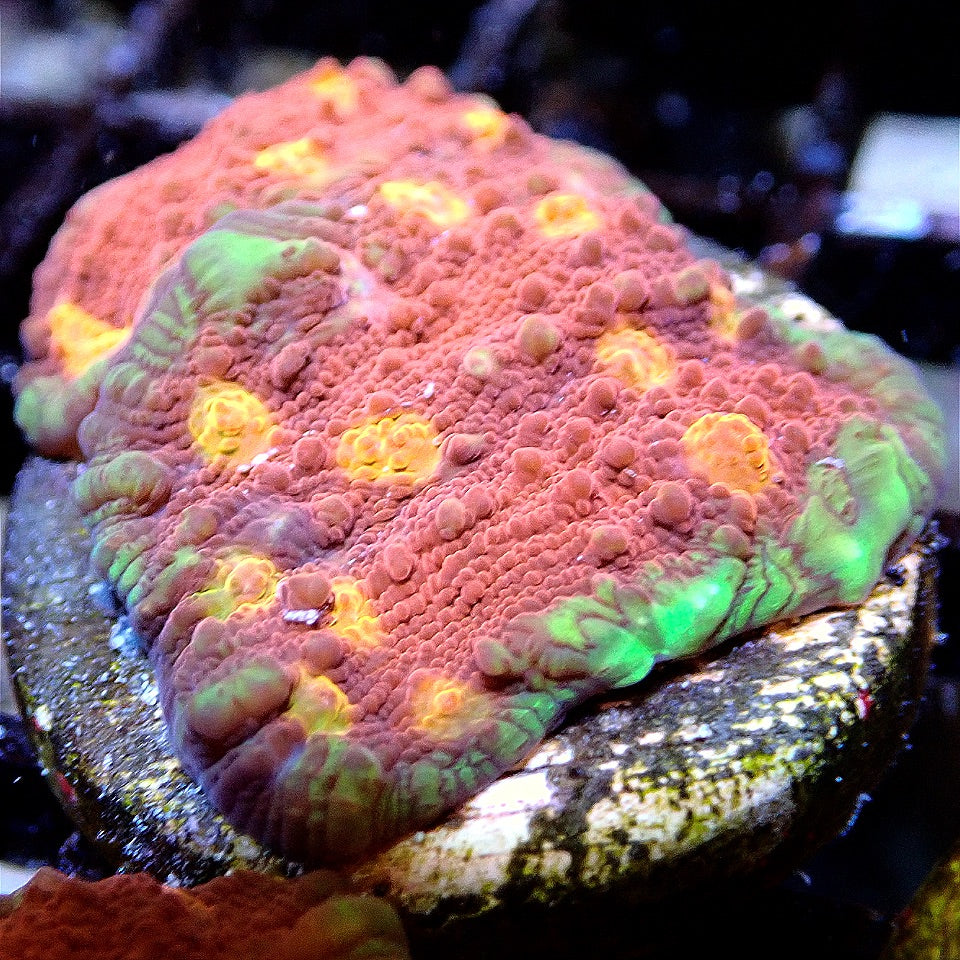 TCF Crimson Avenger Chalice LPS coral frag for reef aquarium