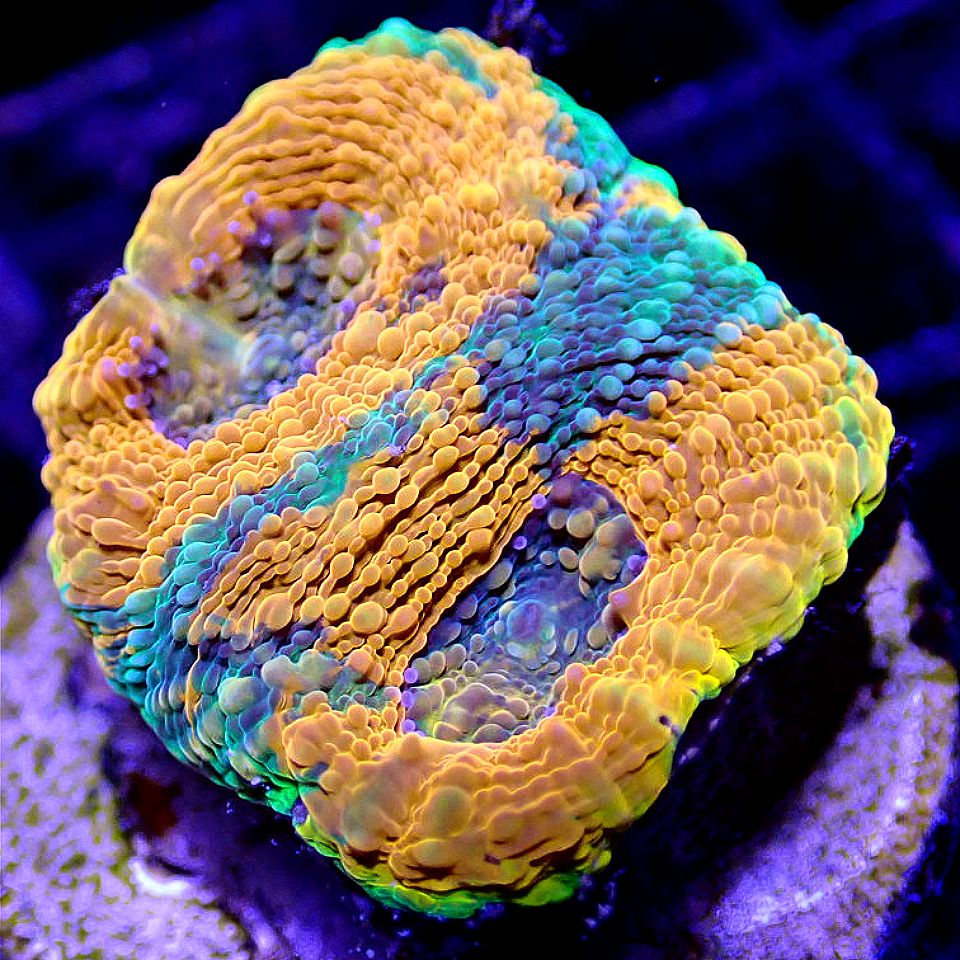 MIXED CORAL FRAG PACKS- FREE SHIPPING ON ENTIRE ORDER! FRAG PACK coral frag for reef aquarium
