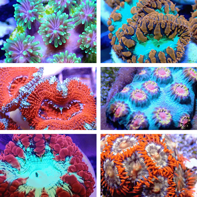 MIXED CORAL FRAG PACKS- FREE SHIPPING ON ENTIRE ORDER! FRAG PACK coral frag for reef aquarium
