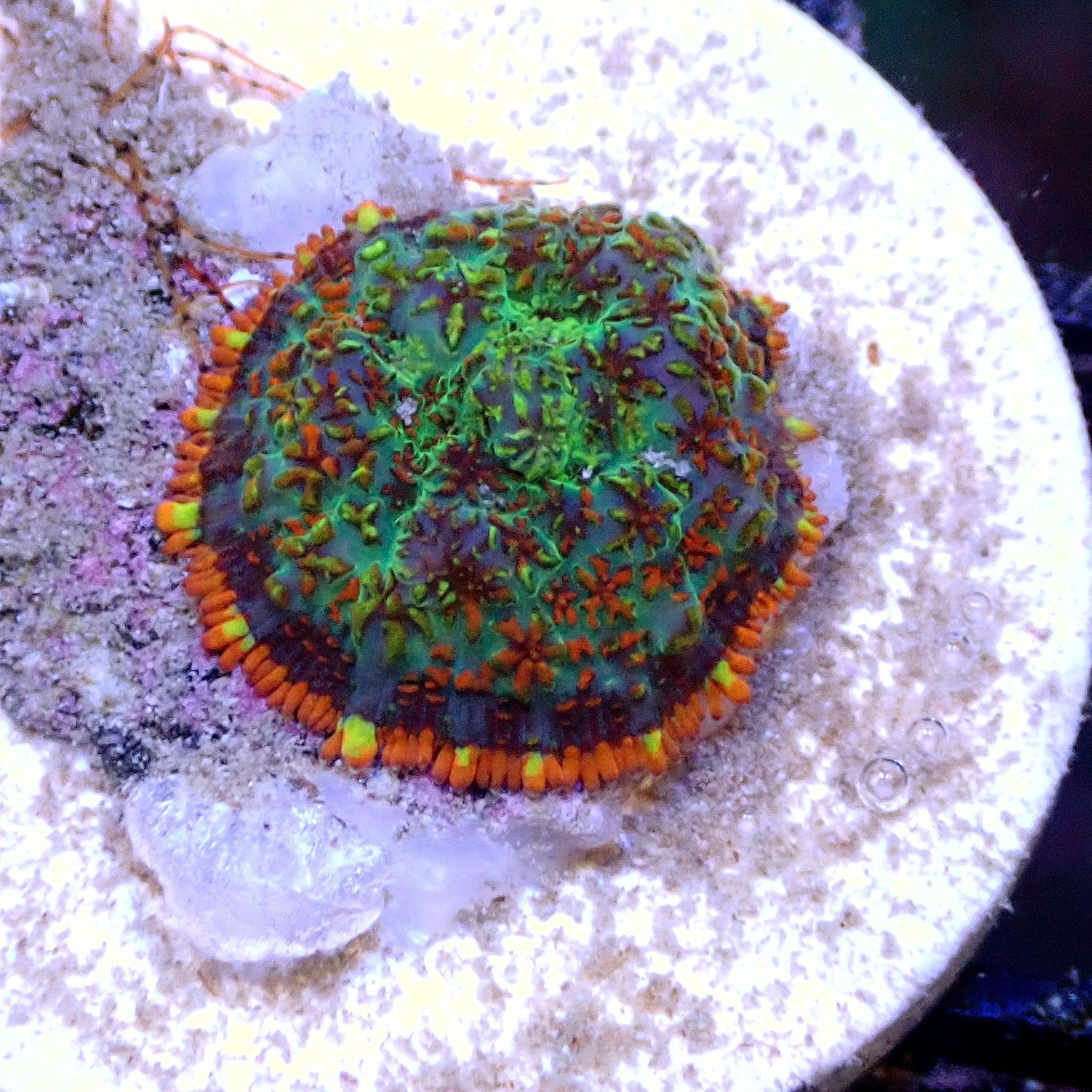 MIXED CORAL FRAG PACKS- FREE SHIPPING ON ENTIRE ORDER! FRAG PACK coral frag for reef aquarium