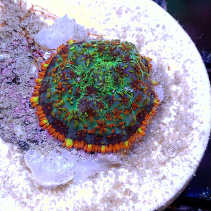 MIXED CORAL FRAG PACKS- FREE SHIPPING ON ENTIRE ORDER! FRAG PACK coral frag for reef aquarium