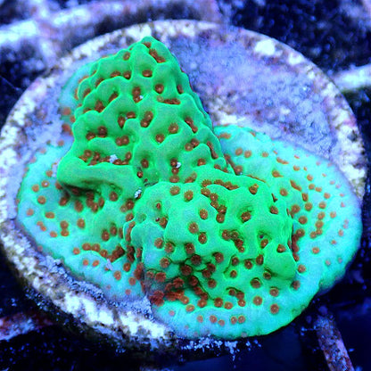 Chili Pepper Montipora SPS coral frag for reef aquarium