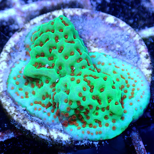 Chili Pepper Montipora SPS coral frag for reef aquarium