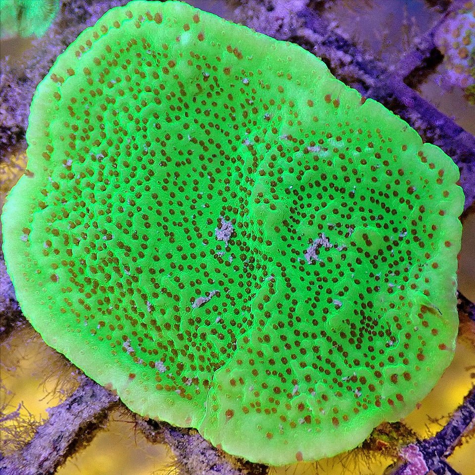 CHILI PEPPER MONTIPORA - WYSIWYG SPS coral frag for reef aquarium