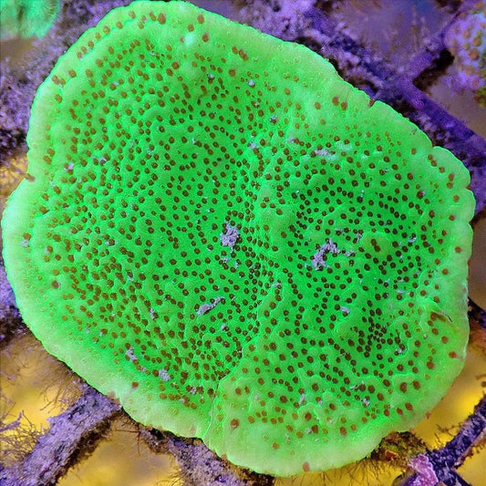 Chili Pepper Montipora WYSIWYG - Live Coral Frag - Monti, Sps Default Title SPS coral frag for reef aquarium