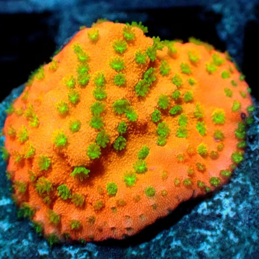 Citruss Mistress Montipora - Live Coral Frag - Monti, Danae, Sps Default Title SPS coral frag for reef aquarium