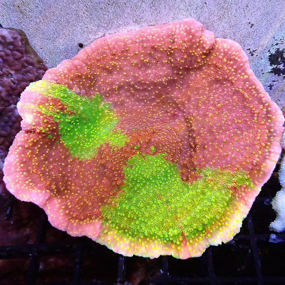 WWC Gunfire Grafted Montipora WYSIWYG SPS coral frag for reef aquarium
