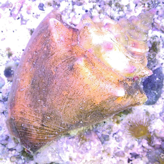 Fighting Conch