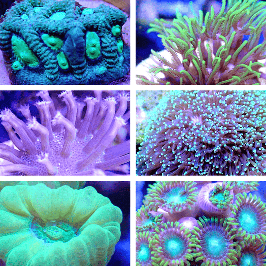 Coral Frag Pack 6, 8 Or 10 Pack! Mixed Sps, Lps, Soft Coral - Free Shipping! FRAG PACK coral frag for reef aquarium