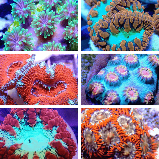 Coral Frag Pack 6, 8 Or 10 Pack! Mixed Sps, Lps, Soft Coral - Free Shipping! 10 Pack FRAG PACK coral frag for reef aquarium