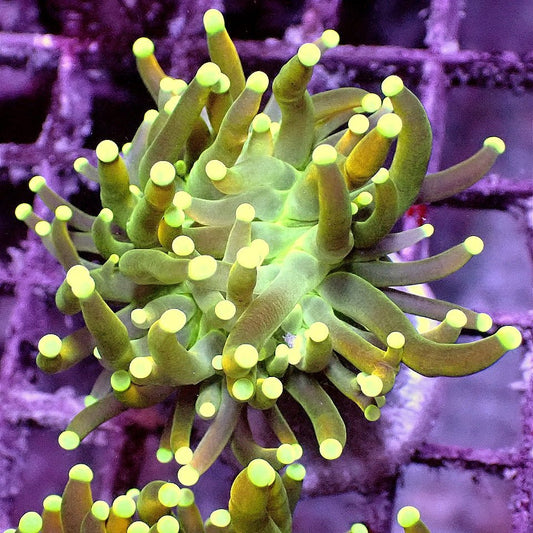 Crazy Gold Torch WYSIWYG LPS coral frag for reef aquarium