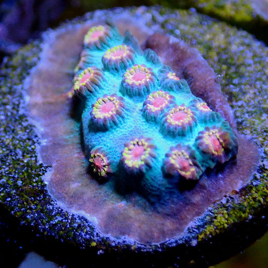 Meteor Shower Cyphastrea