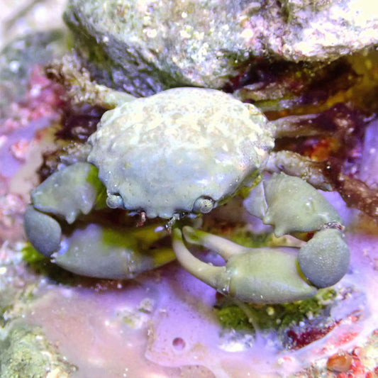 Emerald Crab Invertebrates coral frag for reef aquarium