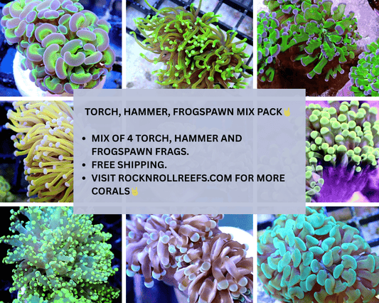 Euphyllia 4 Pack - Live Coral Frag - Torch, Hammer, Frogspawn - Free Shipping Default Title FRAG PACK coral frag for reef aquarium
