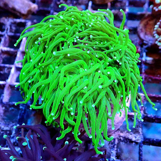 Euphyllia 4 Pack - Live Coral Frag - Torch, Hammer, Frogspawn - Free Shipping FRAG PACK coral frag for reef aquarium