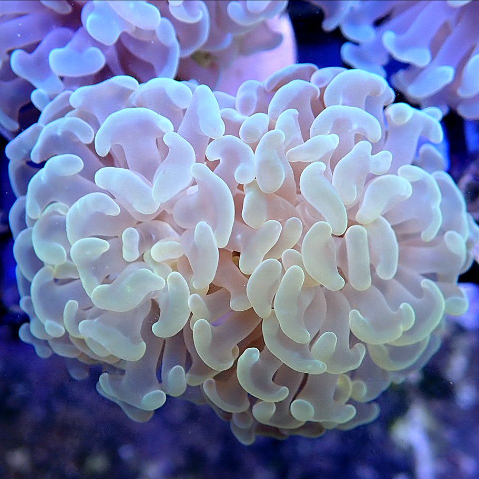 EUPHYLLIA MIX PACK - TORCH, HAMMER, FROGSPAWN, FREE SHIPPING - MULTIPLE SIZES LPS coral frag for reef aquarium