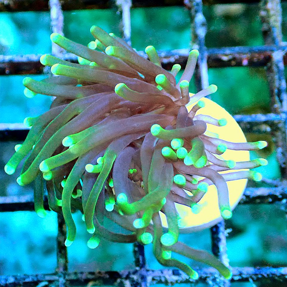 GREEN TORCH FRAG - WYSIWYG LPS coral frag for reef aquarium