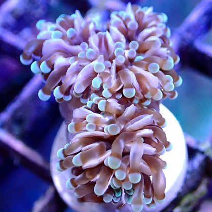 GRAPE CORAL LPS coral frag for reef aquarium