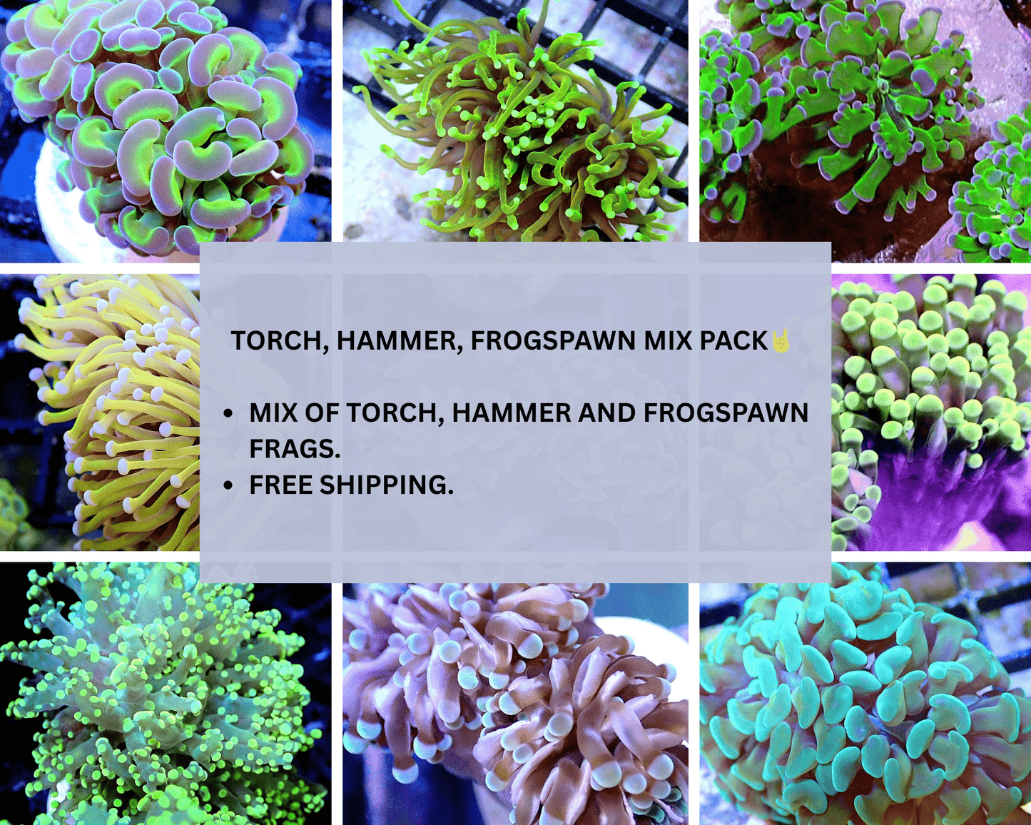 EUPHYLLIA MIX PACK - TORCH, HAMMER, FROGSPAWN, FREE SHIPPING - MULTIPLE SIZES LPS coral frag for reef aquarium
