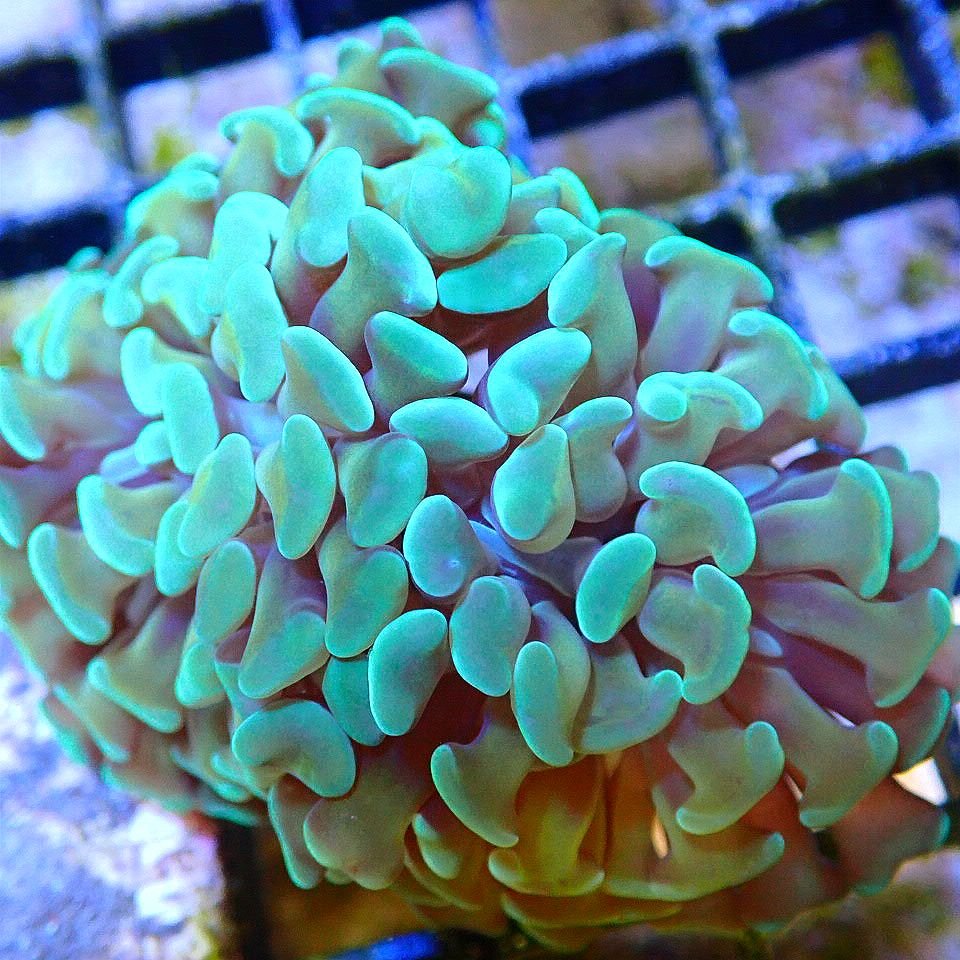 EUPHYLLIA MIX PACK - TORCH, HAMMER, FROGSPAWN, FREE SHIPPING - MULTIPLE SIZES LPS coral frag for reef aquarium