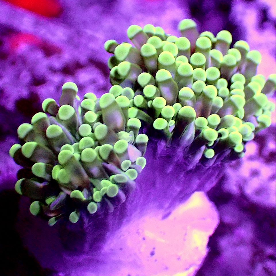 EUPHYLLIA MIX PACK - TORCH, HAMMER, FROGSPAWN, FREE SHIPPING - MULTIPLE SIZES LPS coral frag for reef aquarium