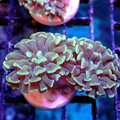 EUPHYLLIA MIX PACK - TORCH, HAMMER, FROGSPAWN, FREE SHIPPING - MULTIPLE SIZES LPS coral frag for reef aquarium