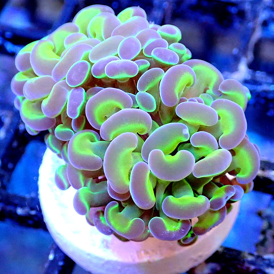 EUPHYLLIA MIX PACK - TORCH, HAMMER, FROGSPAWN, FREE SHIPPING - MULTIPLE SIZES LPS coral frag for reef aquarium