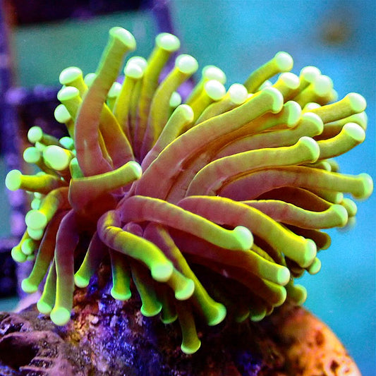 EUPHYLLIA MIX PACK - TORCH, HAMMER, FROGSPAWN, FREE SHIPPING - MULTIPLE SIZES LPS coral frag for reef aquarium