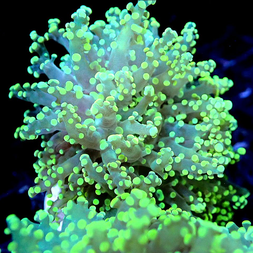 EUPHYLLIA MIX PACK - TORCH, HAMMER, FROGSPAWN, FREE SHIPPING - MULTIPLE SIZES LPS coral frag for reef aquarium